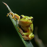 Amphibians